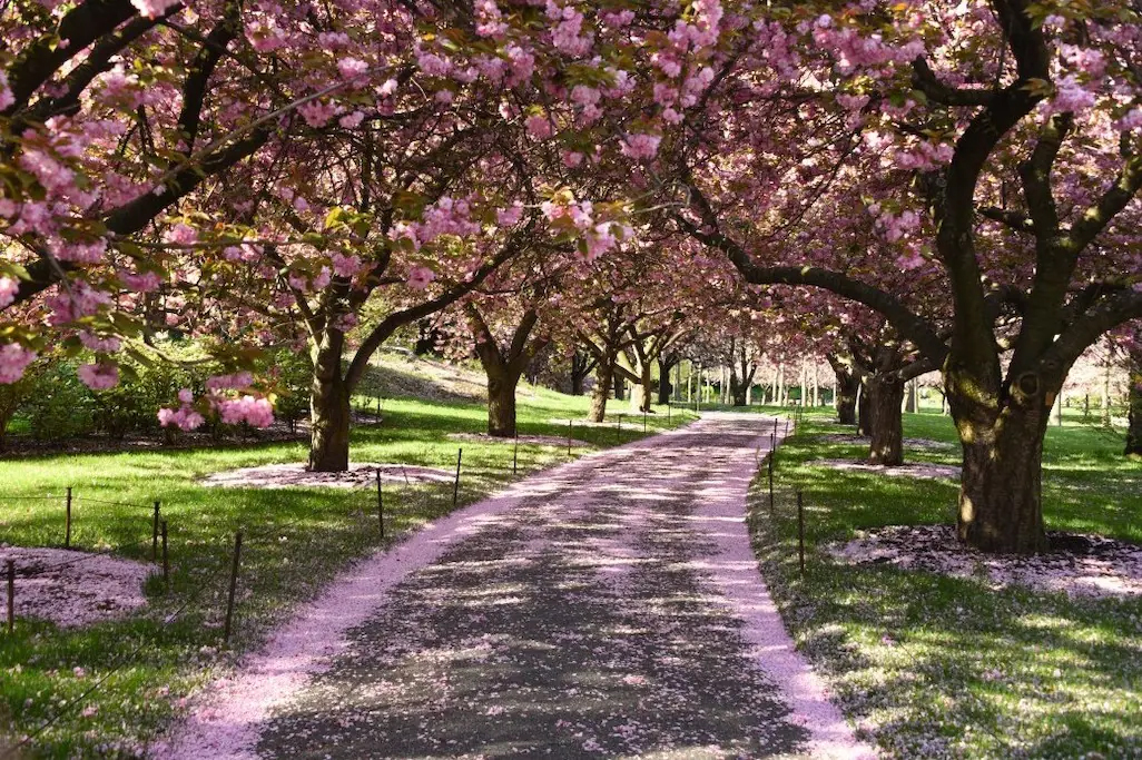 Brooklyn Botanic Garden - Cherry Esplanade